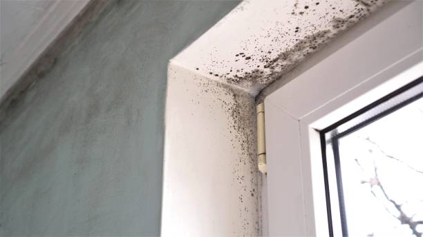 Best Certified Mold Removal  in Ammon, ID