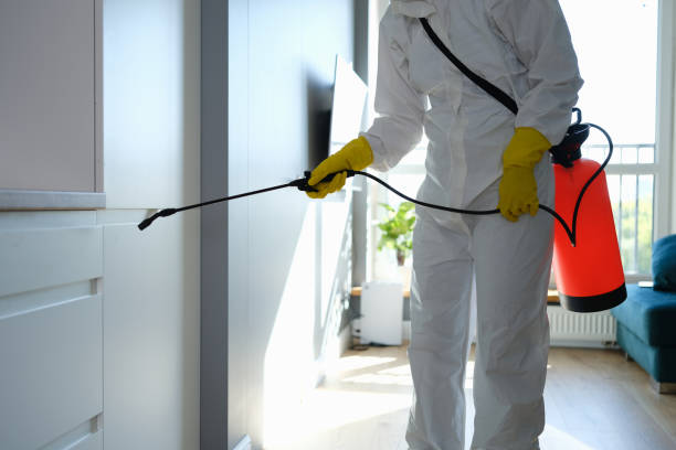 Best Attic Mold Removal  in Ammon, ID