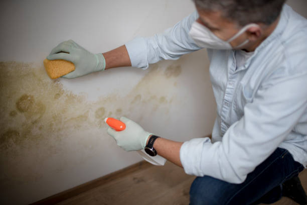 Best Commercial Mold Removal  in Ammon, ID