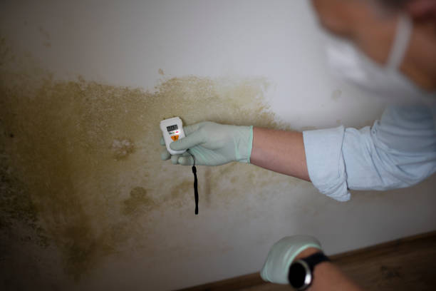 Best Toxic Mold Removal  in Ammon, ID
