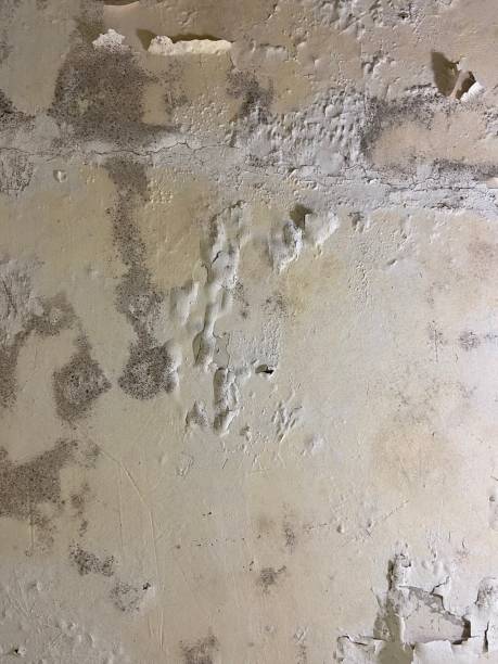 Best Mold Remediation Experts  in Ammon, ID