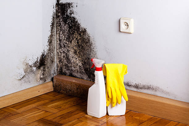 Best Crawl Space Mold Removal  in Ammon, ID