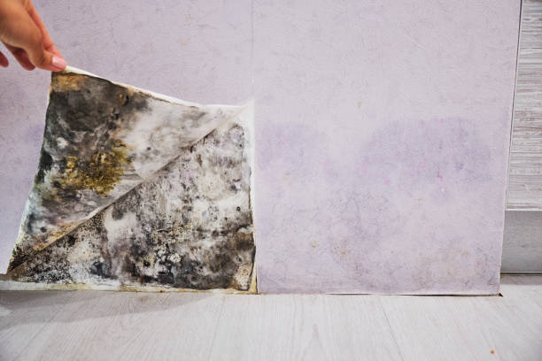 Best Mold Removal Specialists  in Ammon, ID